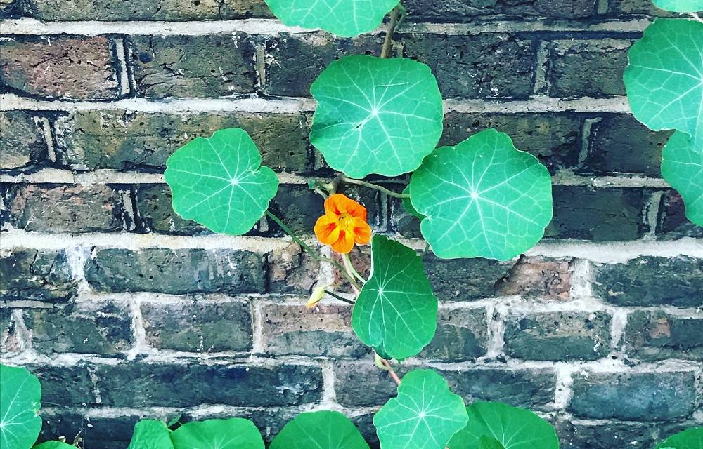 Bricks and nature